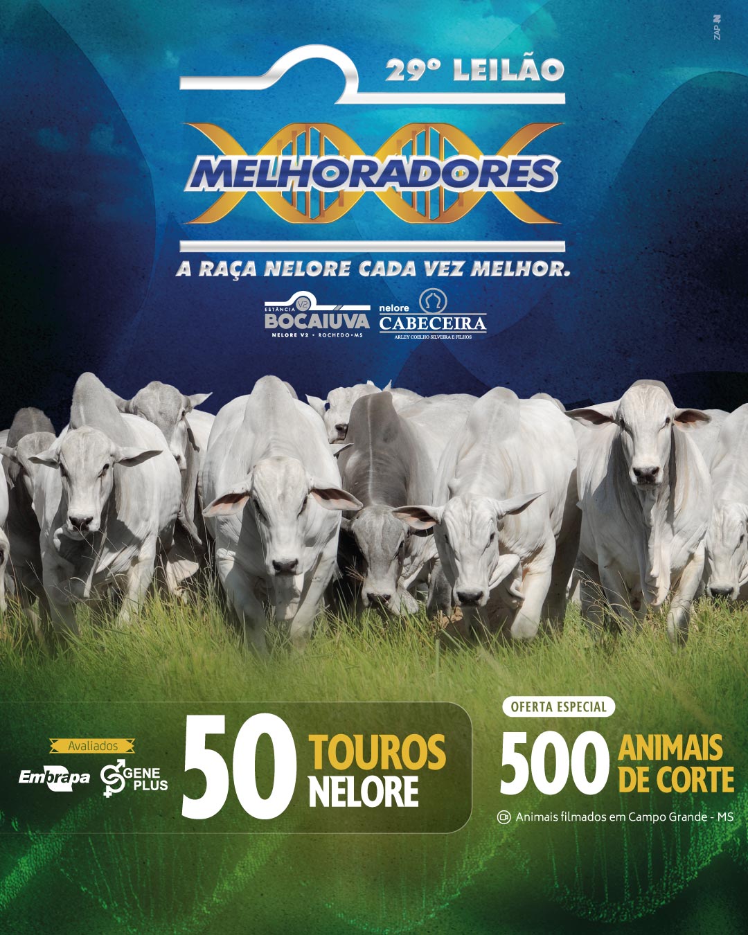 Imagem do Leilão