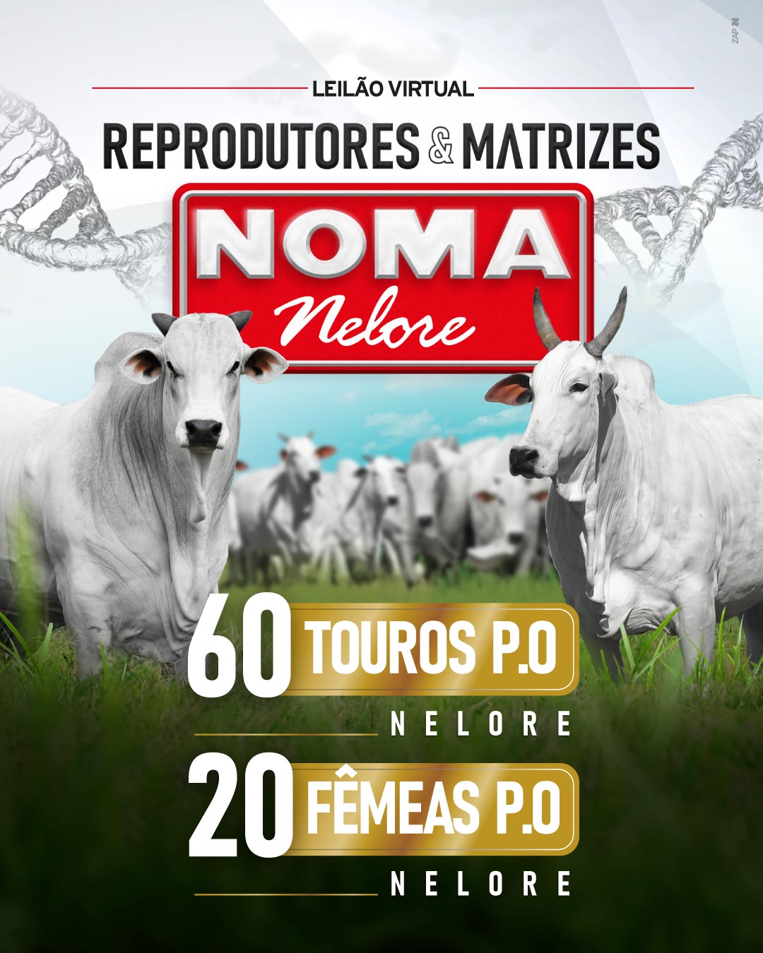 Imagem do Leilão